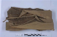 藏品(角鱗蘚屬)的圖片